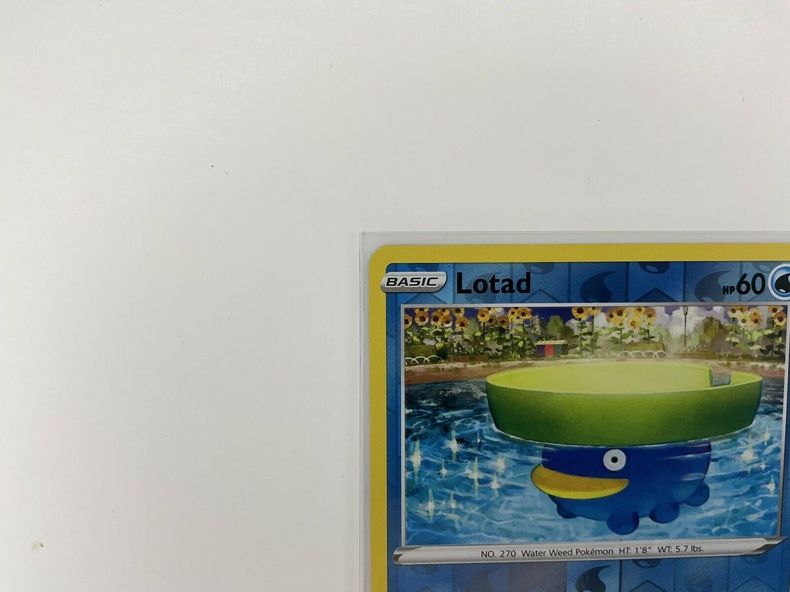 Pokemon TCG :Evolving skies Reverse holo parallel #32 Lotad Pokemon TCG :Evolving skies Reverse holo parallel #32 Lotad